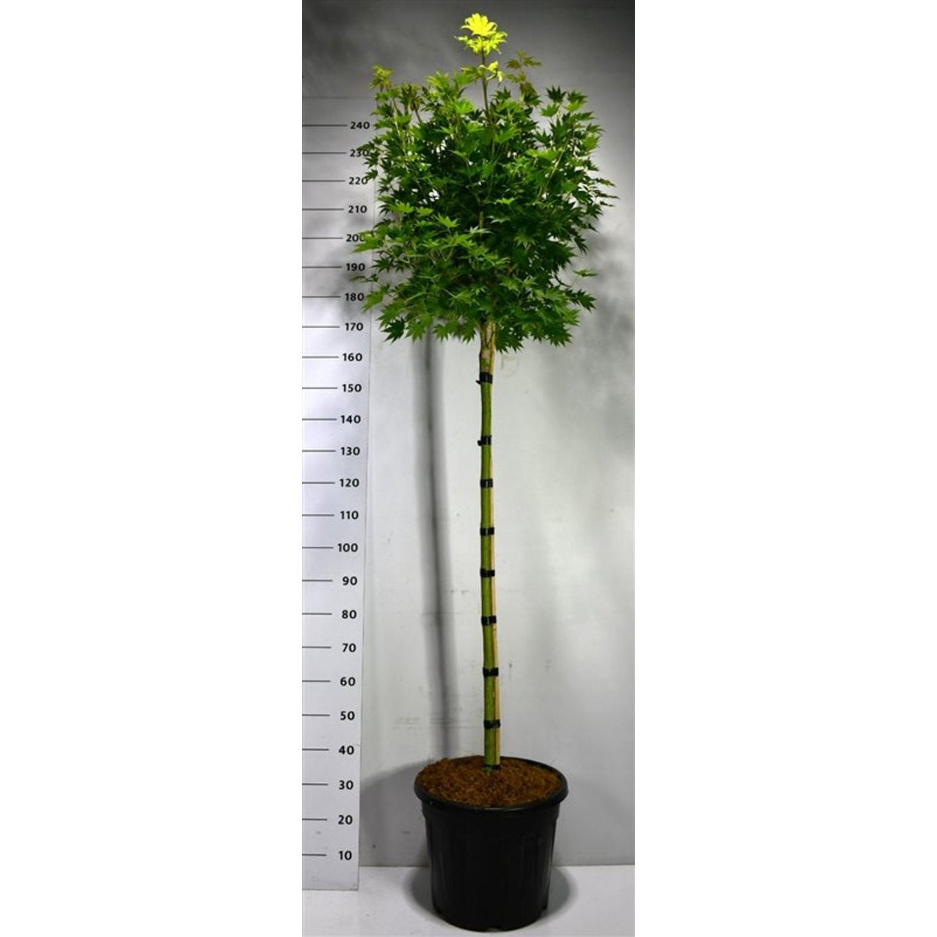 Japansk lönn – Acer shirasawanum 'Jordan' - 120 CM Stem C30